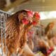 Pengaruh pakan terhadap kualitas telur ayam