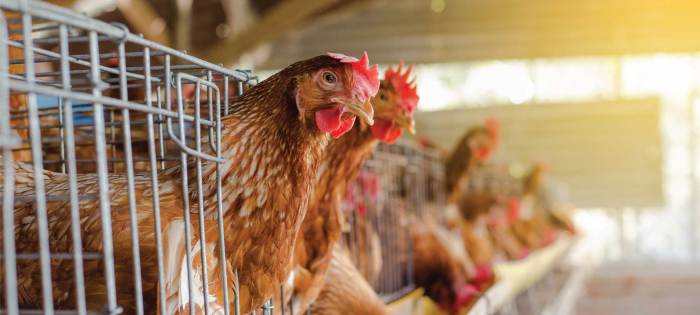 Pengaruh pakan terhadap kualitas telur ayam