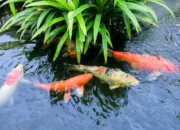 Cara Menjaga Kualitas Air Kolam Ikan