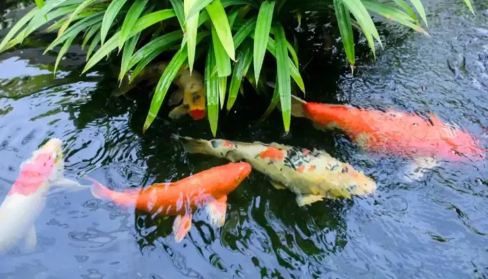 Cara Menjaga Kualitas Air Kolam Ikan