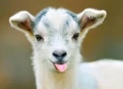 Teknik Breeding Kambing Etawa