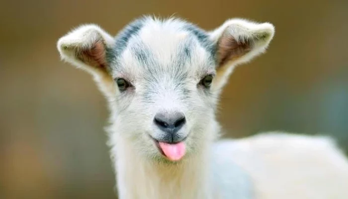 Kunci Keberhasilan Usaha Ternak Kambing