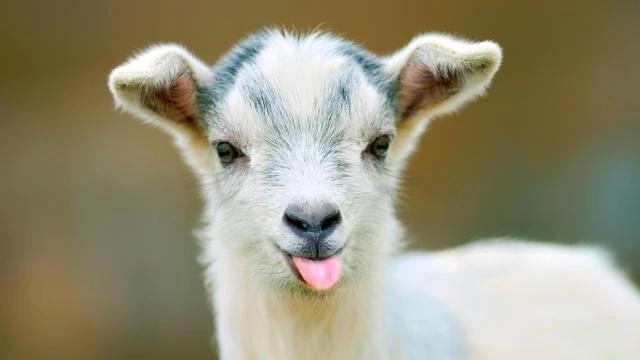 Tips Sukses Ternak Kambing Pemula