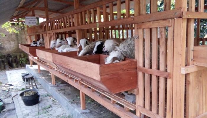 Penggemukan kambing cepat dan efisien
