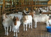 Cara Memilih Bibit Kambing Unggulan
