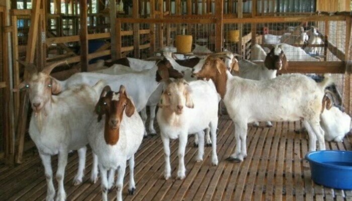 Cara Memilih Bibit Kambing Unggulan