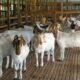 Teknik reproduksi kambing untuk hasil maksimal