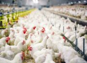 Biaya Operasional Peternakan Broiler