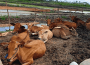 Ternak Sapi Skala Industri
