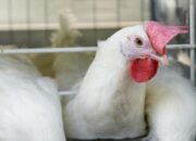 Solusi Ayam Broiler Stres Panas