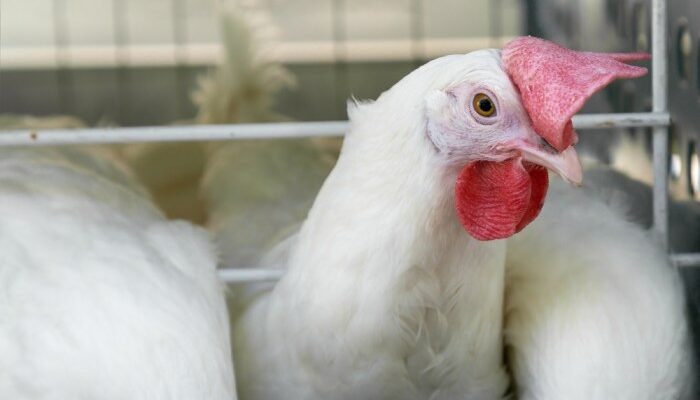 Ayam Kampung Probiotik