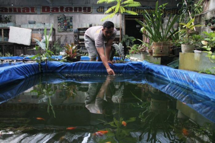 Budidaya ikan cupang untuk pemula