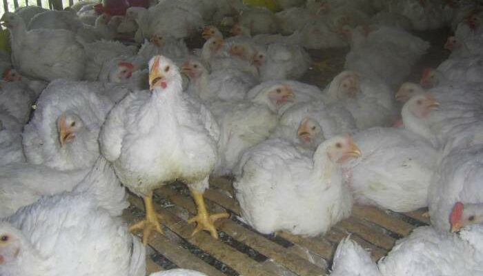 Biosekuriti Kandang Ayam Broiler