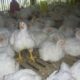 Biosekuriti kandang ayam broiler