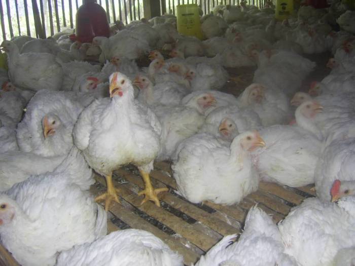 Biosekuriti kandang ayam broiler