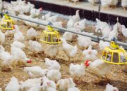 Cara Menaikkan Berat Broiler