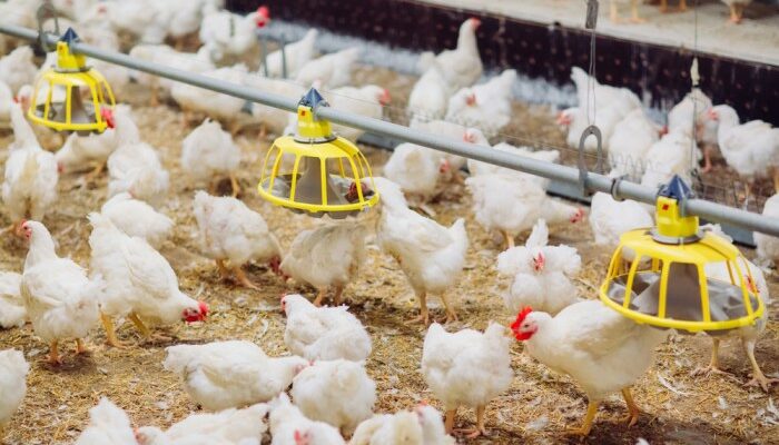 Pemeliharaan Ayam Broiler Di Musim Hujan