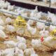 Pemeliharaan ayam broiler di musim hujan