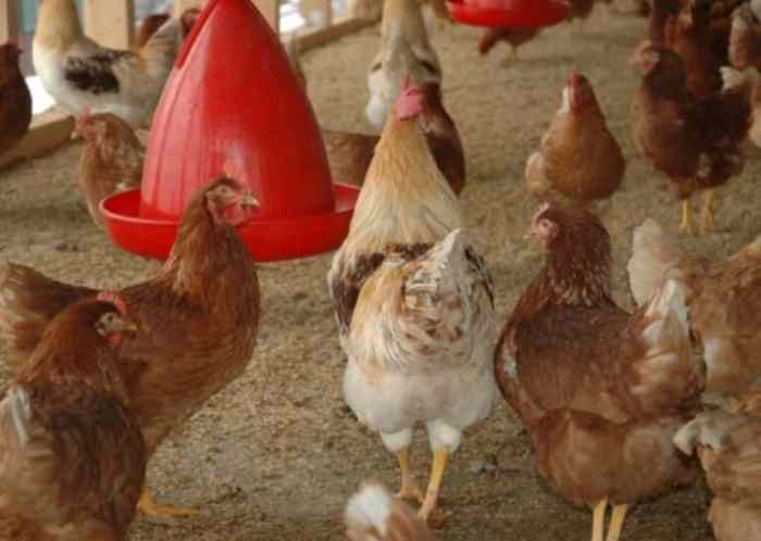 Manajemen Pakan Ayam Petelur Agar Produksi Maksimal