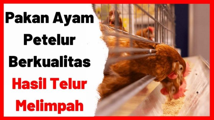Sistem Digital Pemantau Pakan Ayam Petelur