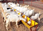 Rahasia Panen Kambing Umur Muda