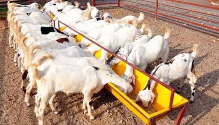 Rahasia Panen Kambing Umur Muda