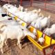 Rahasia panen kambing umur muda