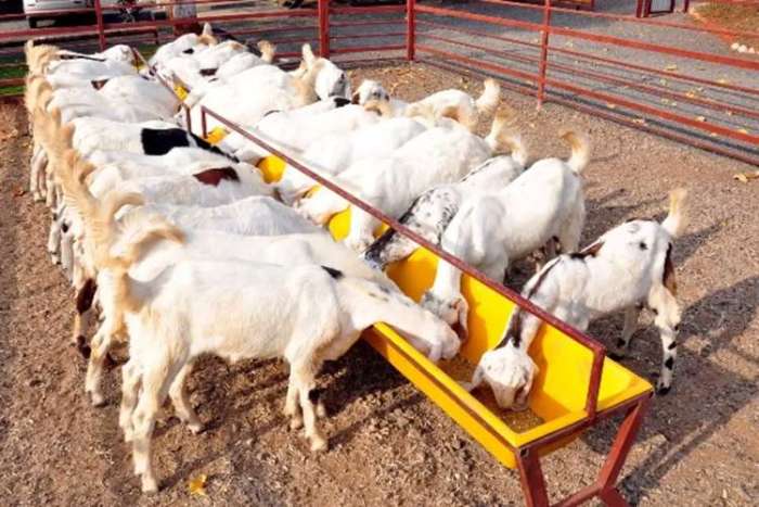 Rahasia panen kambing umur muda