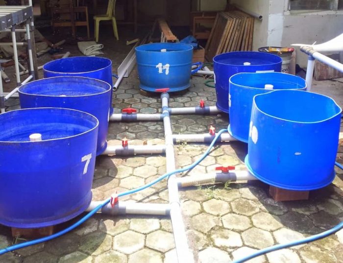 Ikan budidaya lele usaha bisnis tong peluang plastik contoh proposal kolam oleh Budidaya ikan di drum plastik