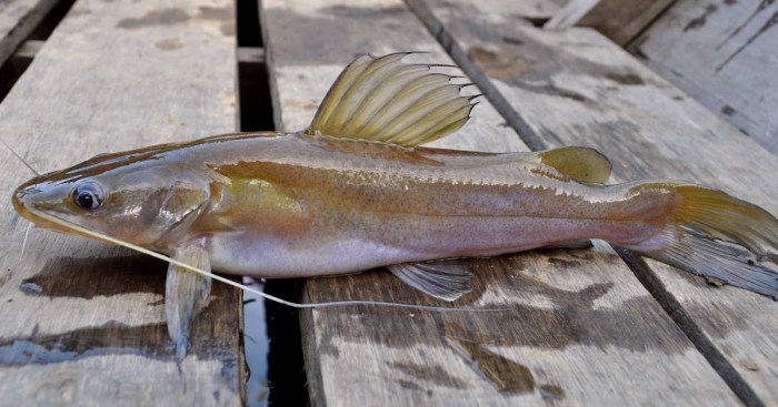 Peluang usaha budidaya ikan