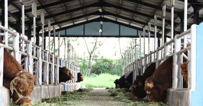 Cara membuat kandang sapi hemat biaya