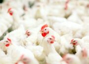 Probiotik untuk Ayam Broiler