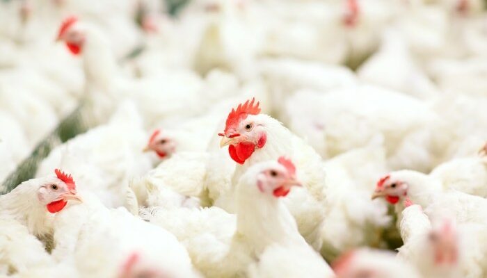 Probiotik untuk Ayam Broiler