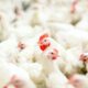 Probiotik untuk Ayam Broiler