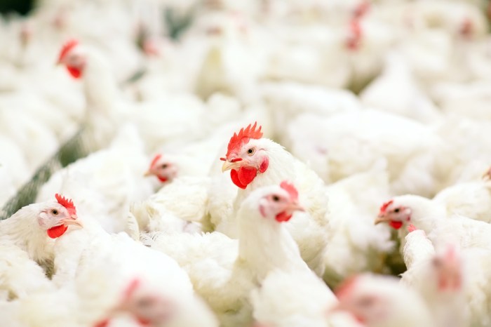 Ayam broiler