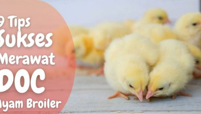 Doc Ayam Broiler Berkualitas