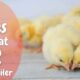 DOC ayam broiler berkualitas