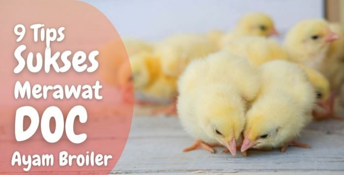 DOC ayam broiler berkualitas