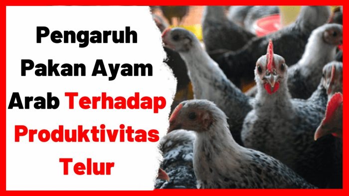 Pakan ayam petelur pemberian produksi terhadap Pakan ayam petelur pemberian produksi terhadap