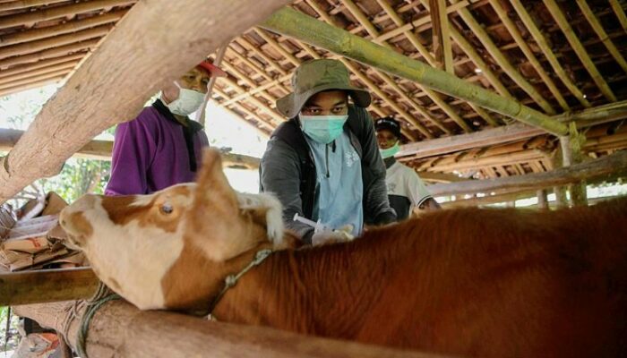 Jadwal Vaksin Sapi Terbaru