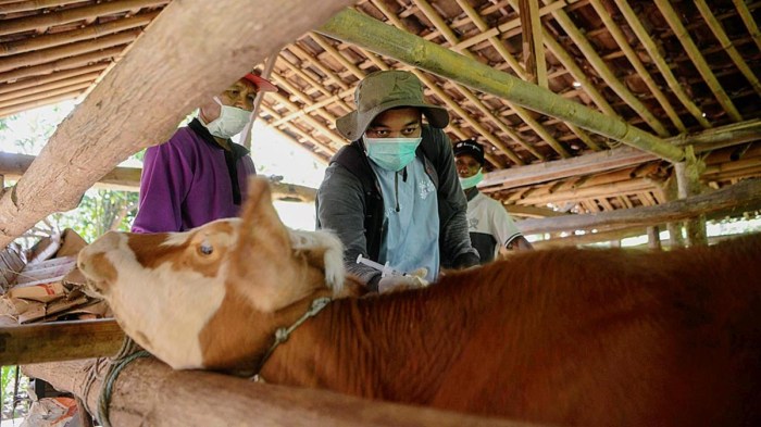 Vaksinasi wajib untuk sapi