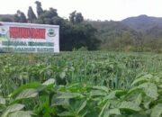Perbandingan Biaya Produksi Unggas Organik Dan Konvensional