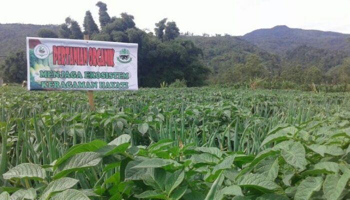 Perbandingan Biaya Produksi Unggas Organik Dan Konvensional