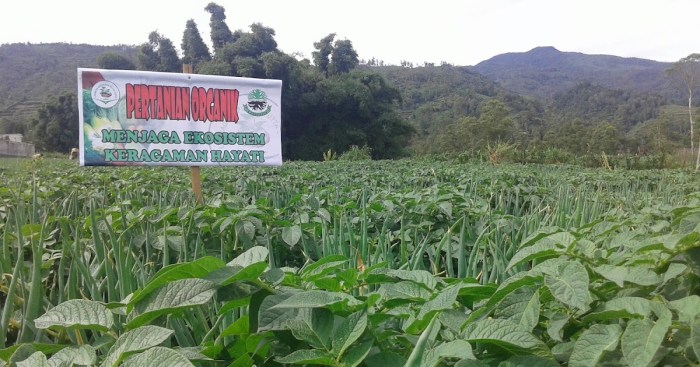 Perbandingan biaya produksi unggas organik dan konvensional