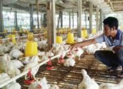 Manajemen keuangan peternak broiler