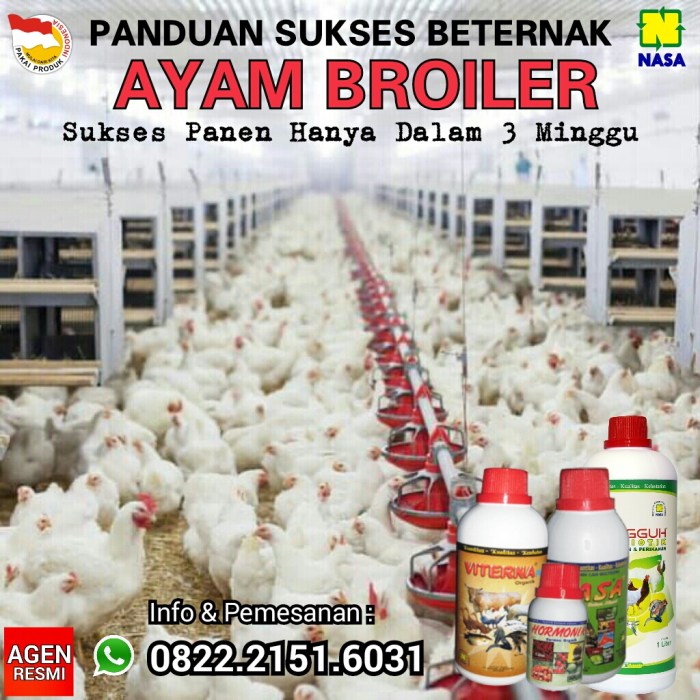 Budidaya ayam broiler sukses