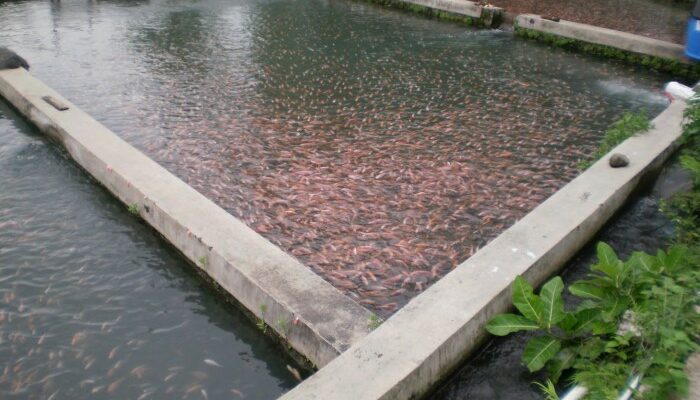 Budidaya Ikan Air Laut