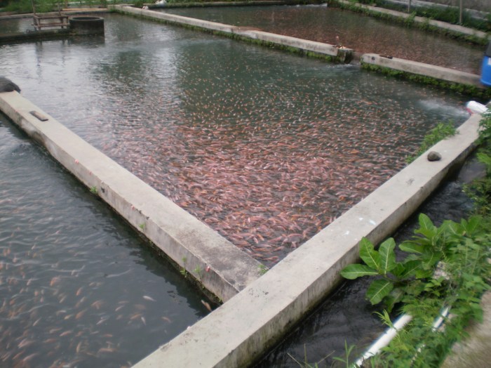 Budidaya ikan air laut