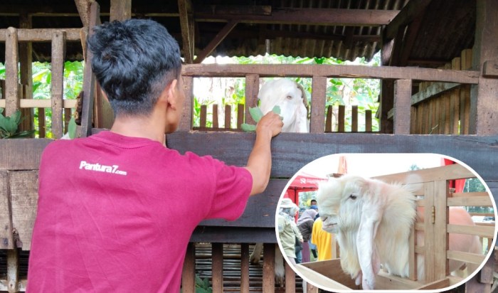 Kambing etawa ras Senduro