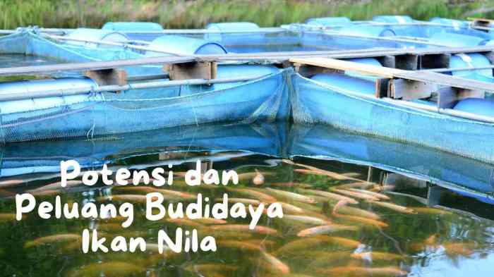 Modal awal budidaya ikan
